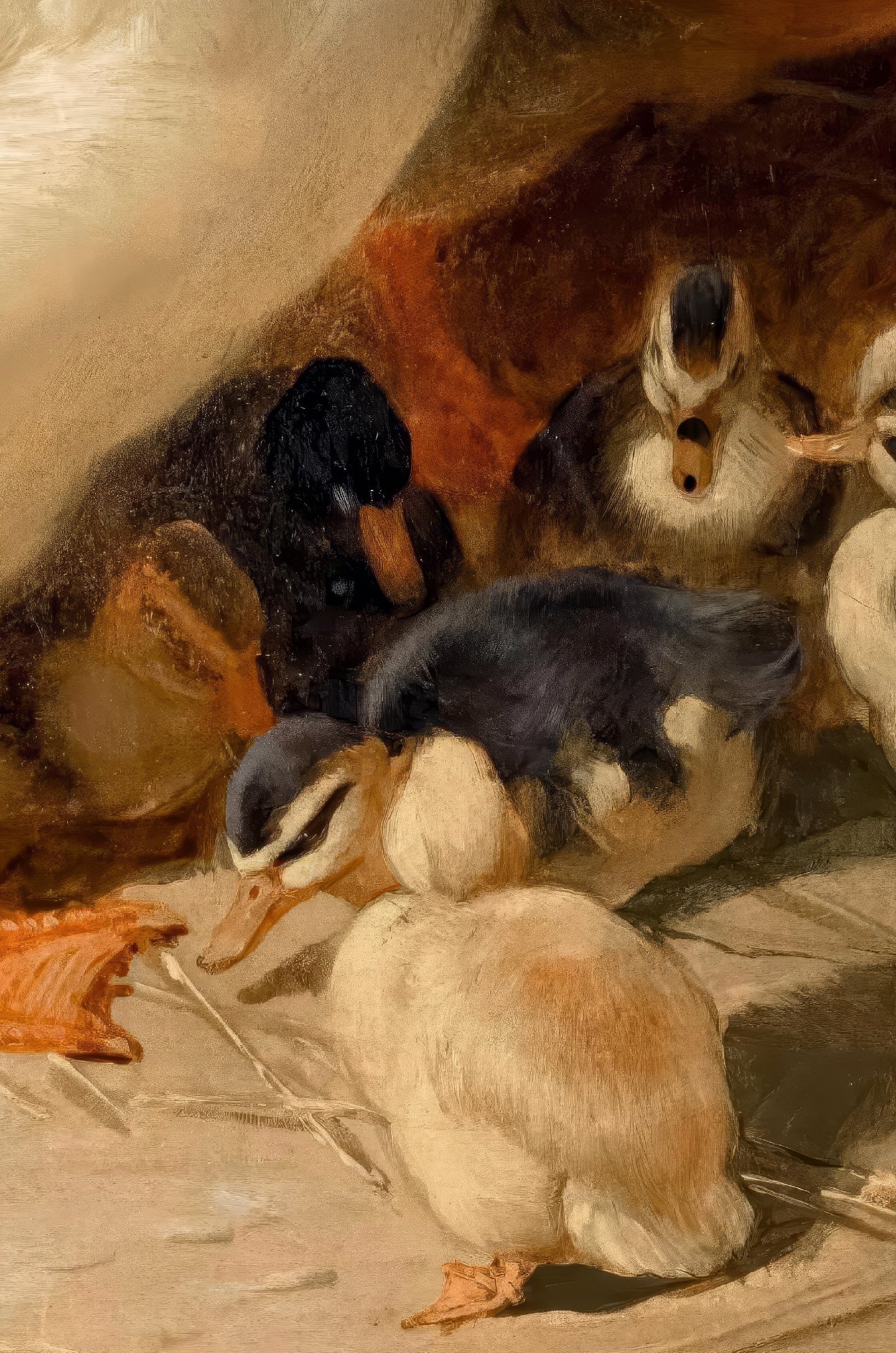 Ducks & Ducklings