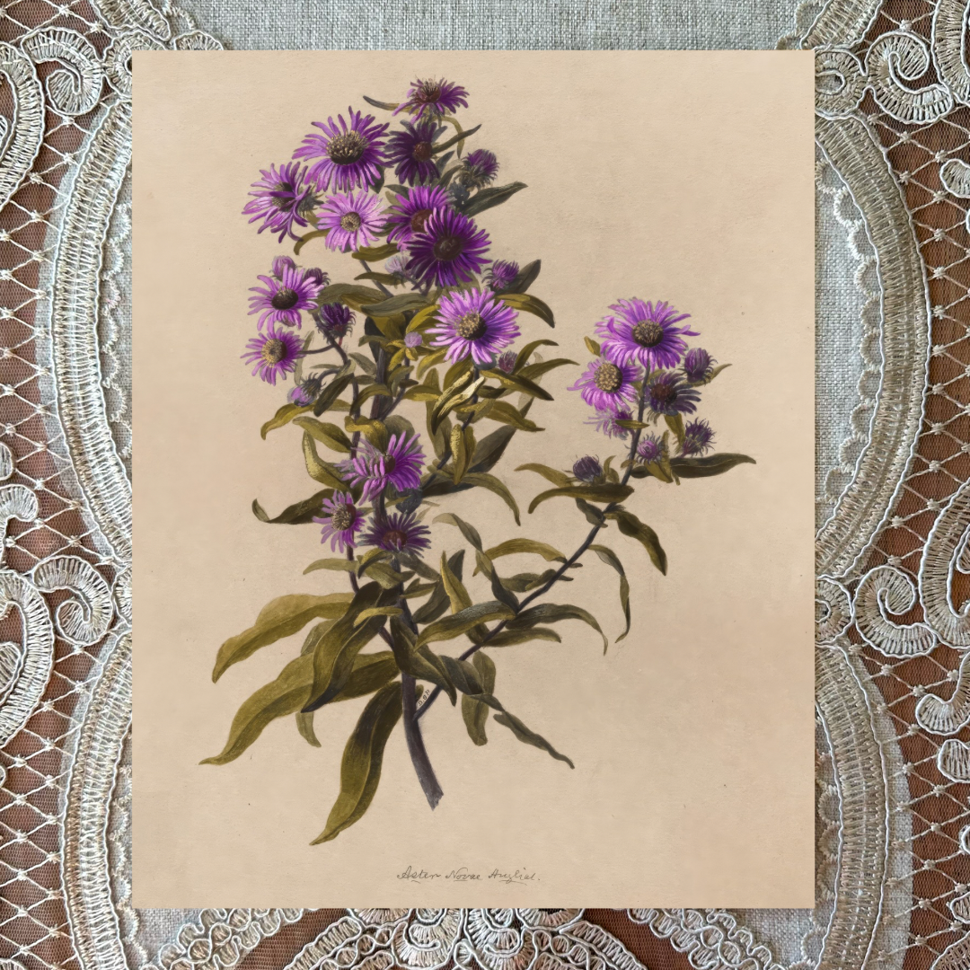 New England Asters