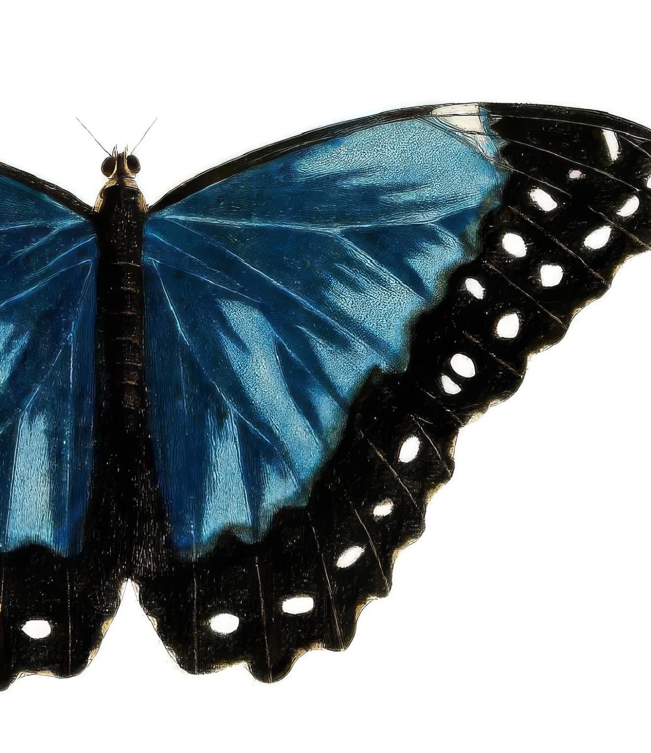 Moths 7