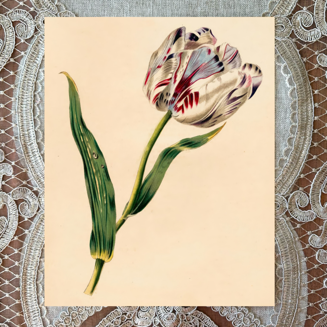 The Tulip