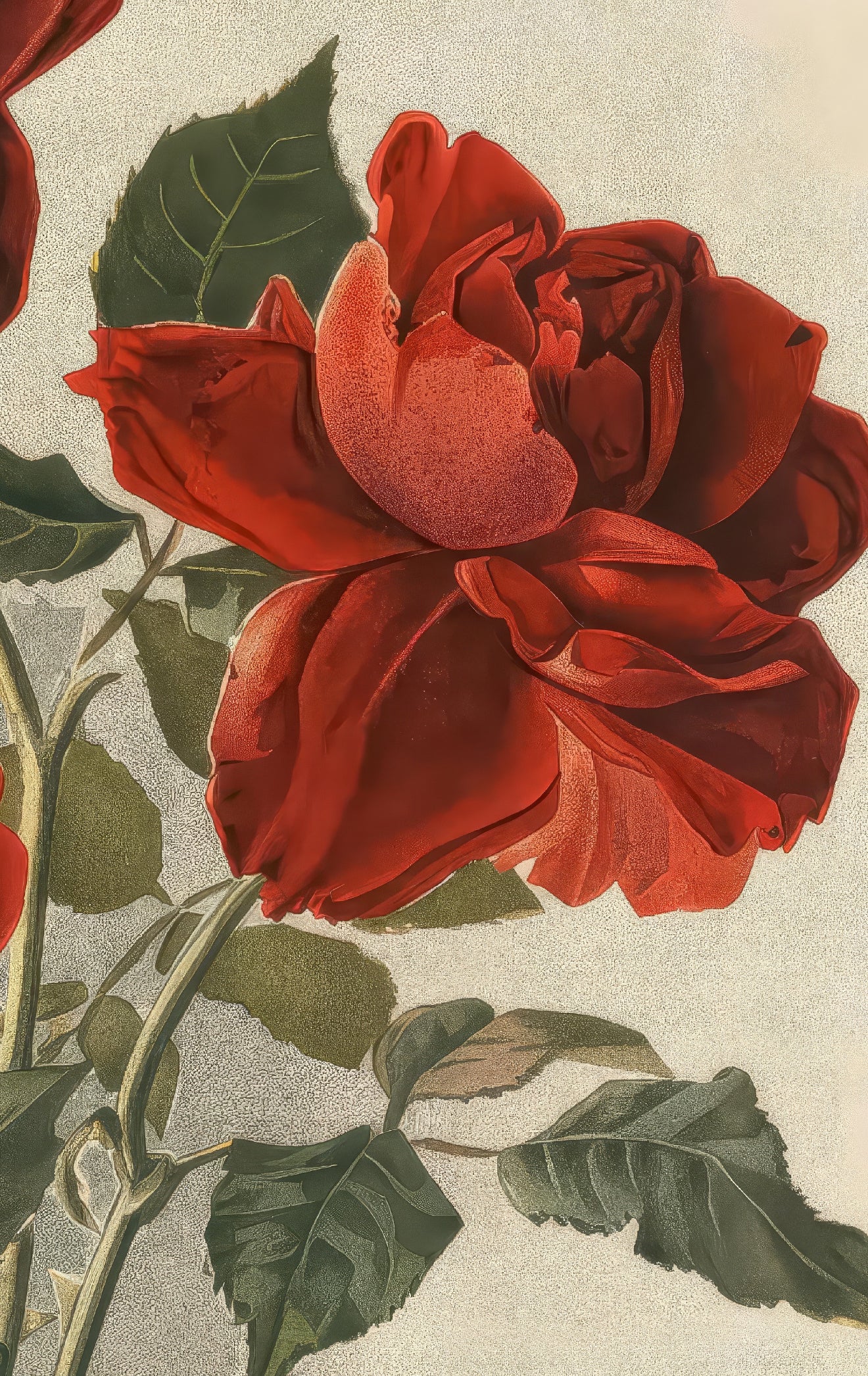 Three Red Roses