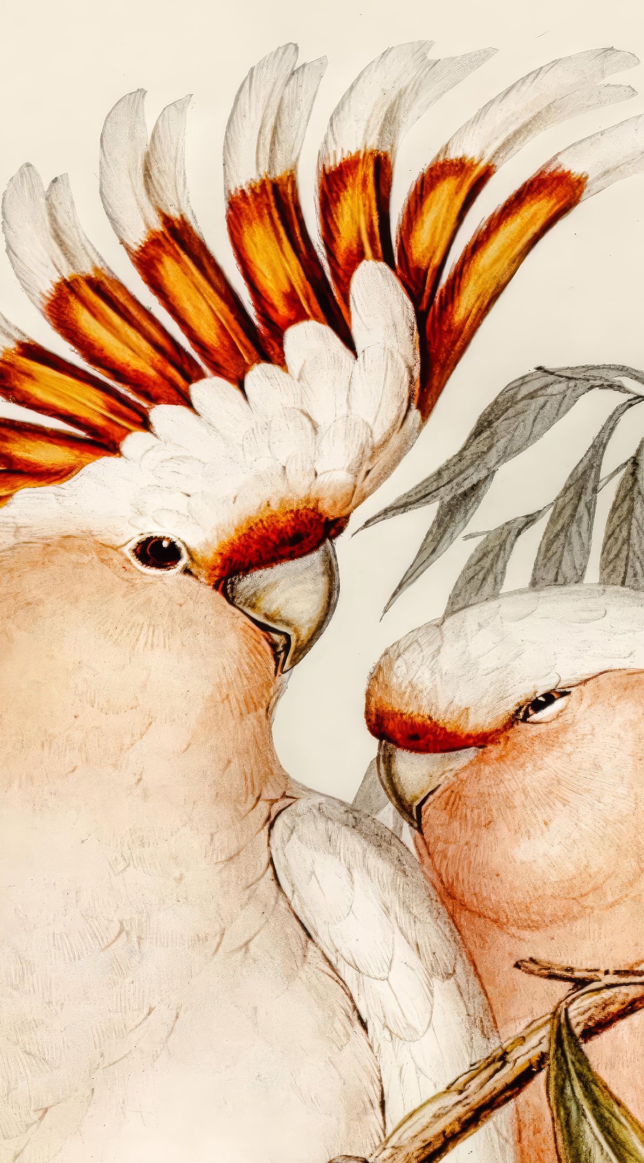 Birds