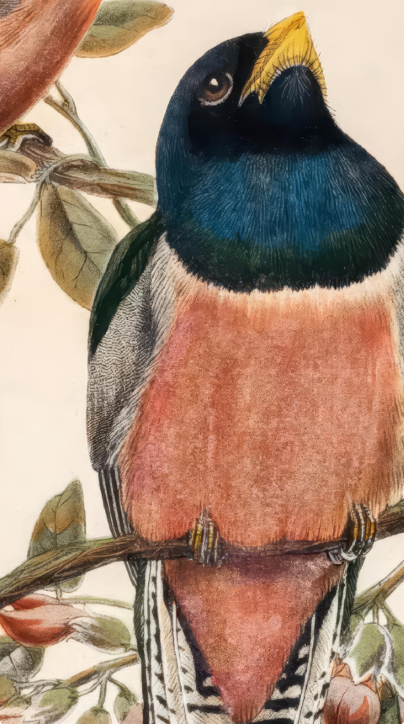 Birds
