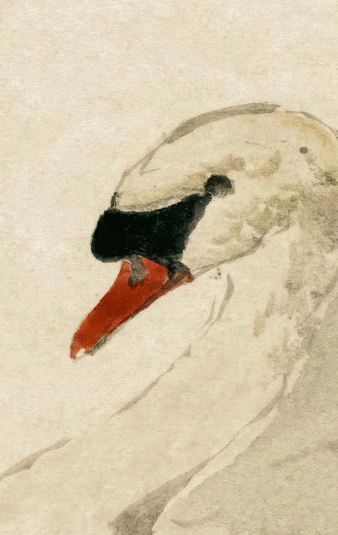 Mute Swan