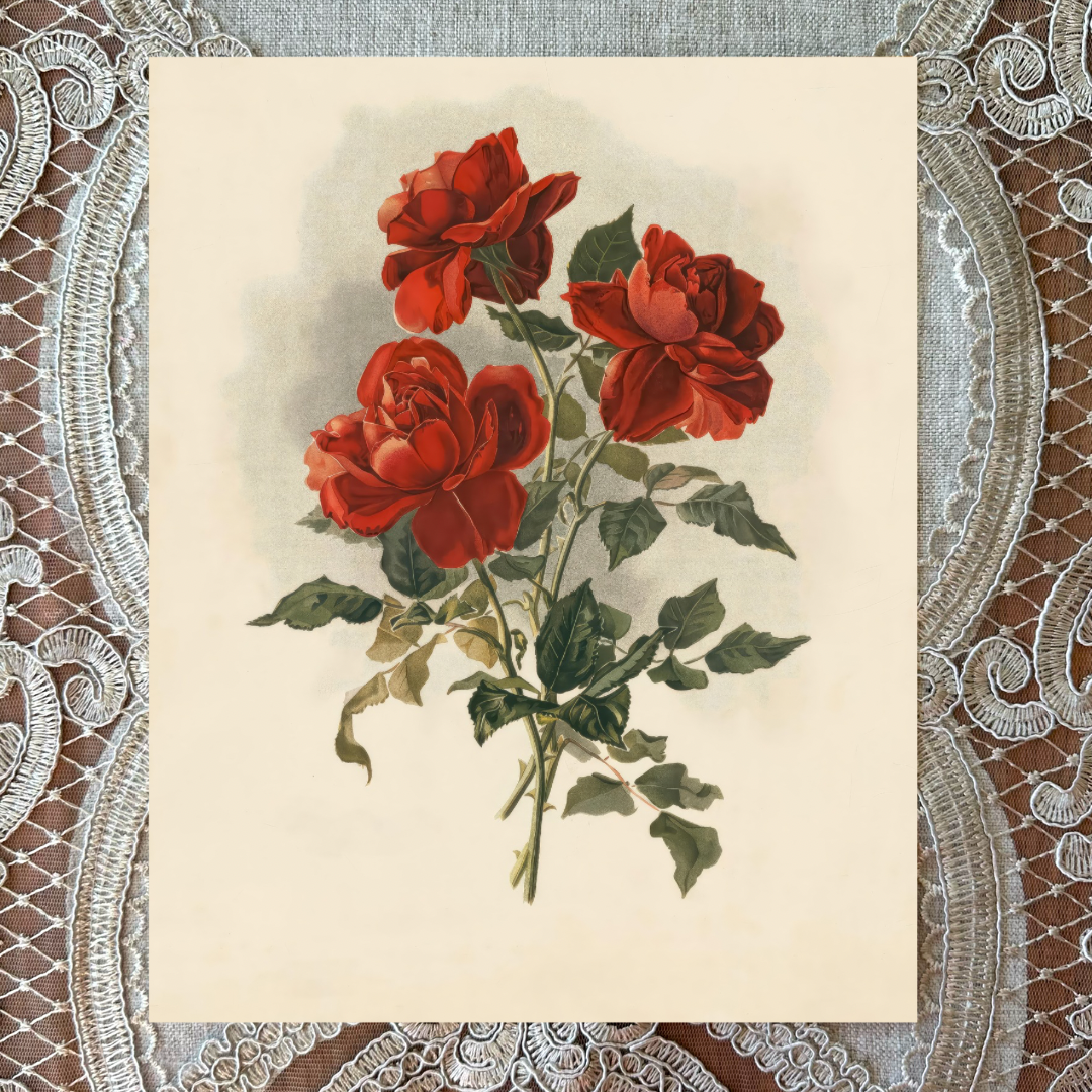 Three Red Roses