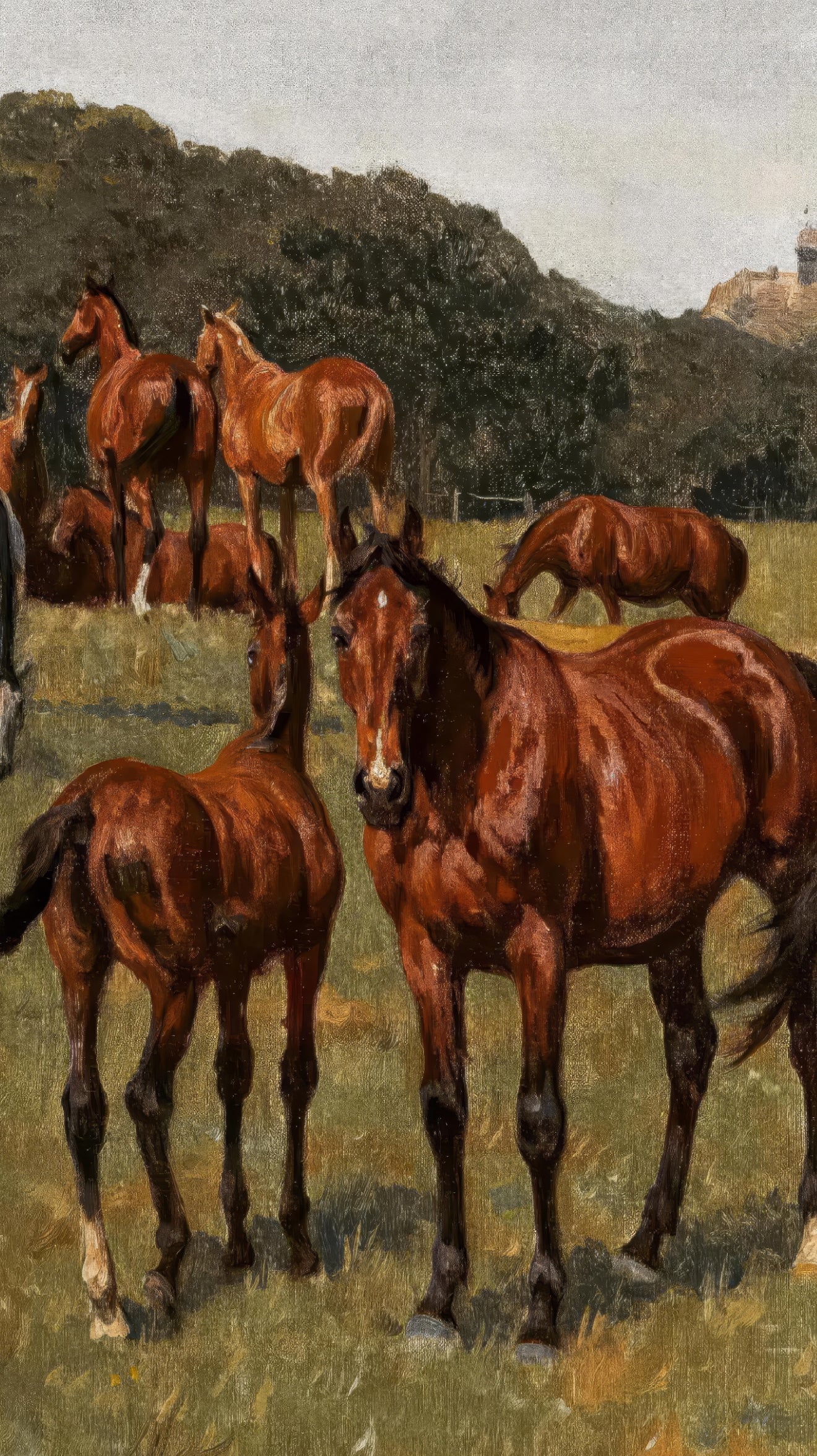 Horses in a Meadow