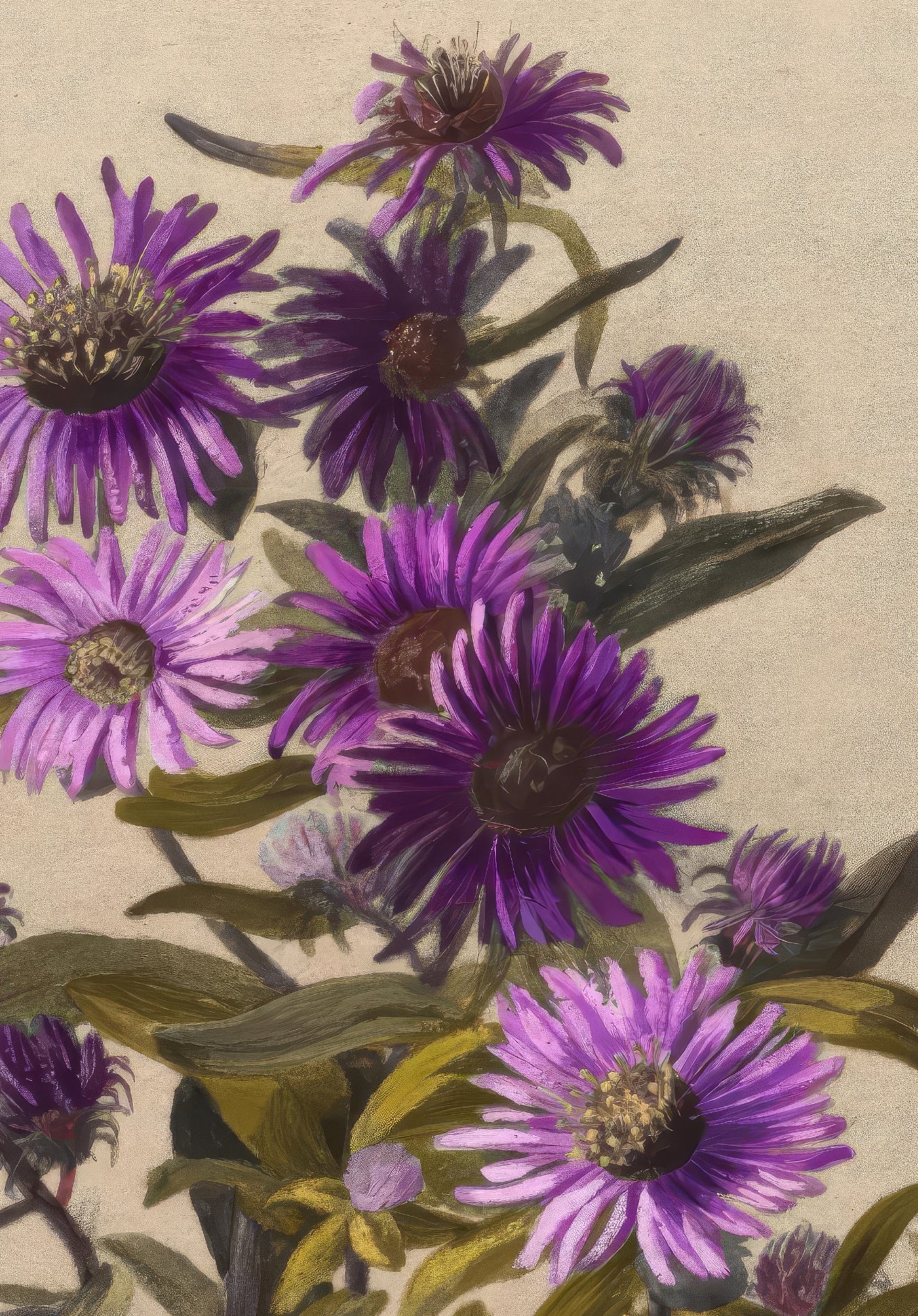 New England Asters