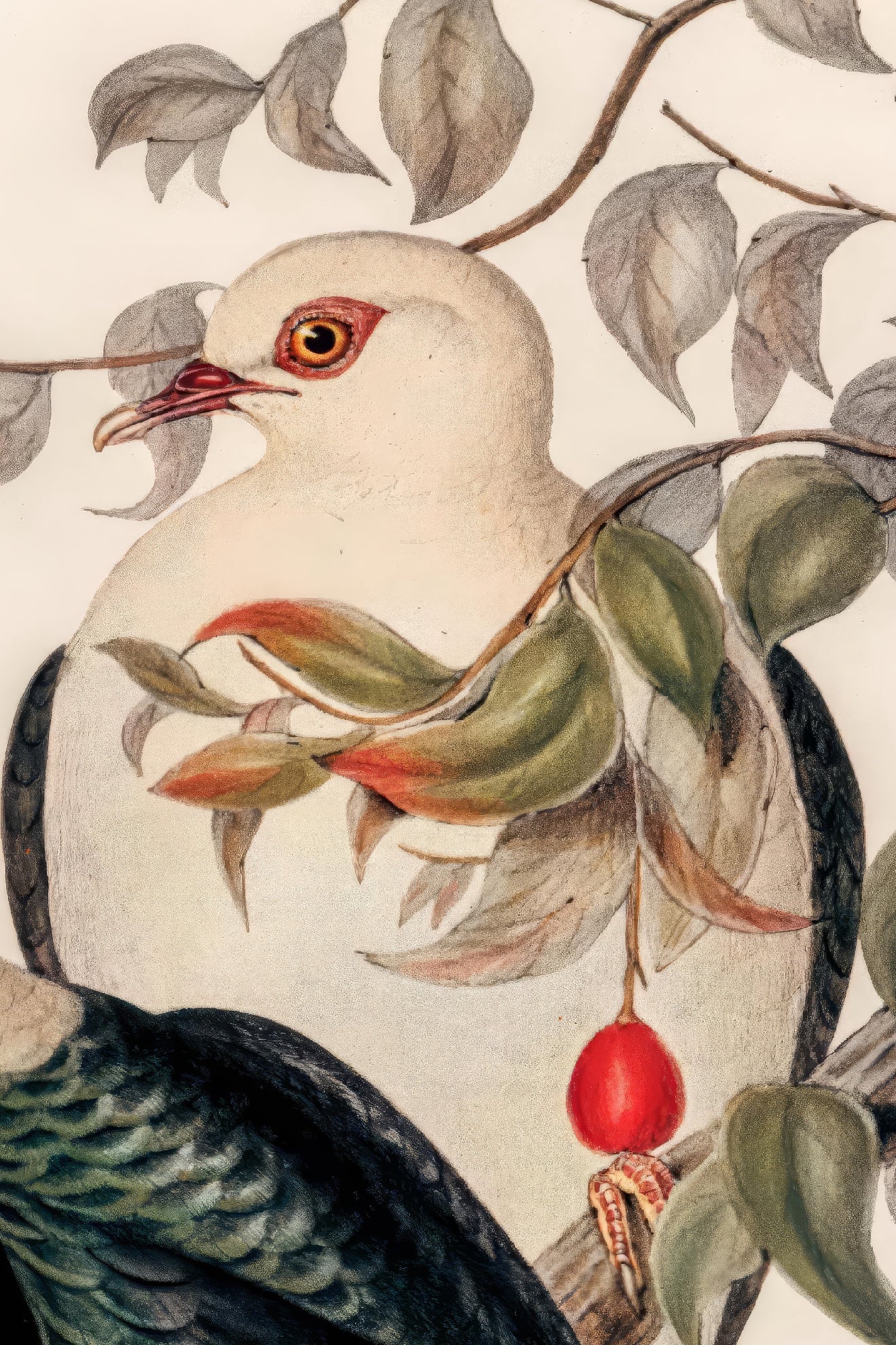 Birds