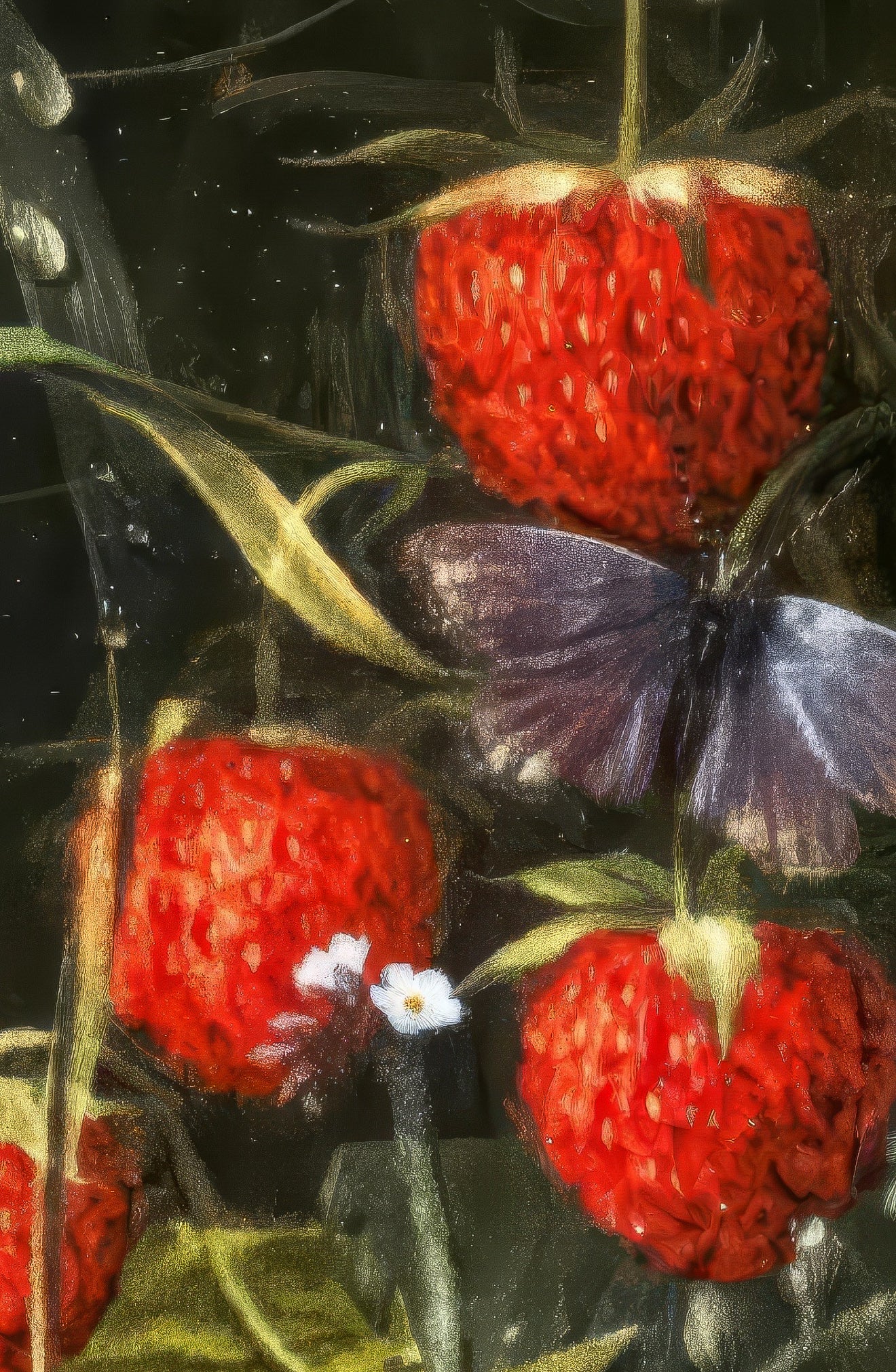 Roses & Strawberries