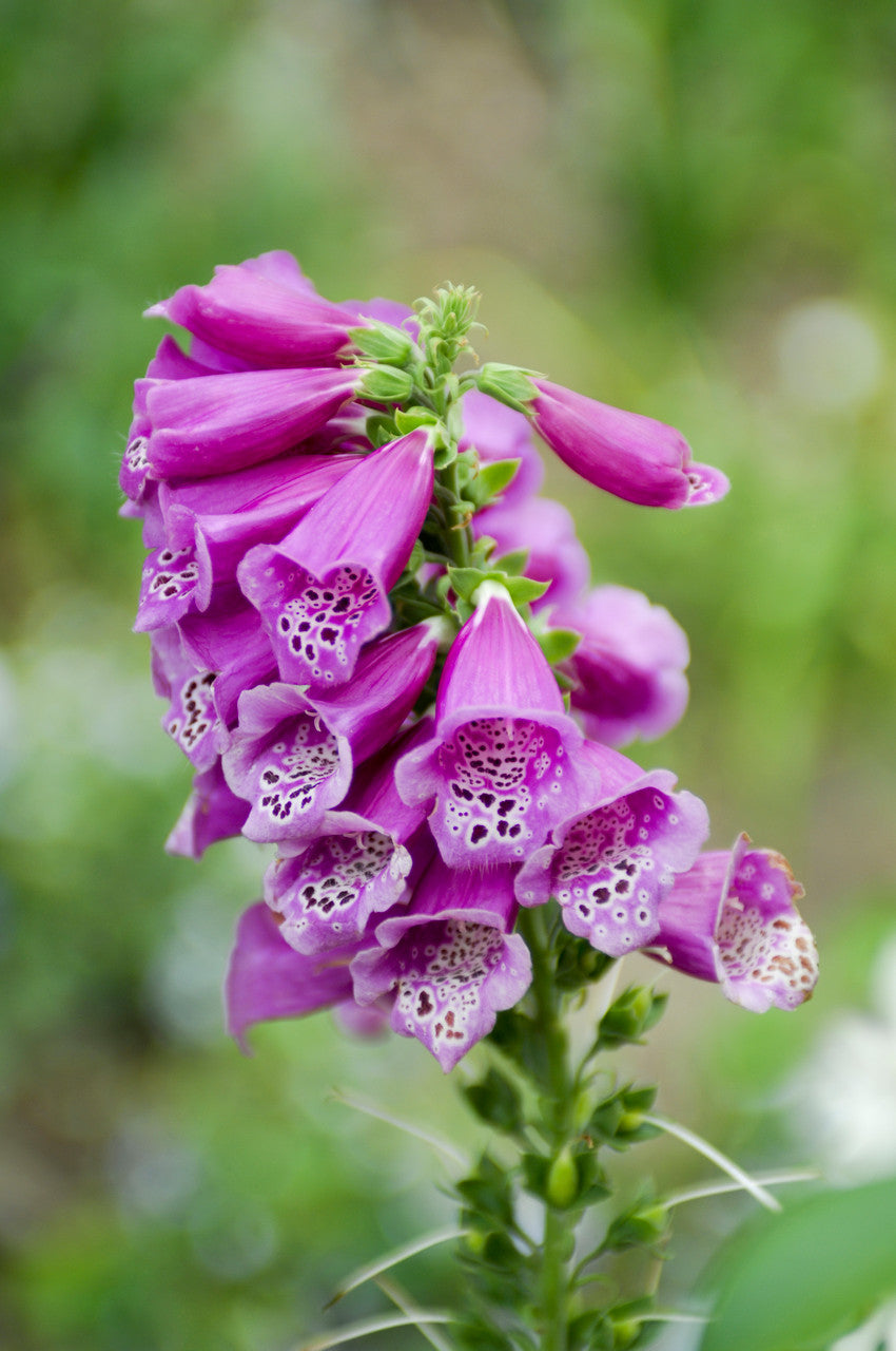 Foxglove in Medicine: A Botanical Marvel's Healing Legacy