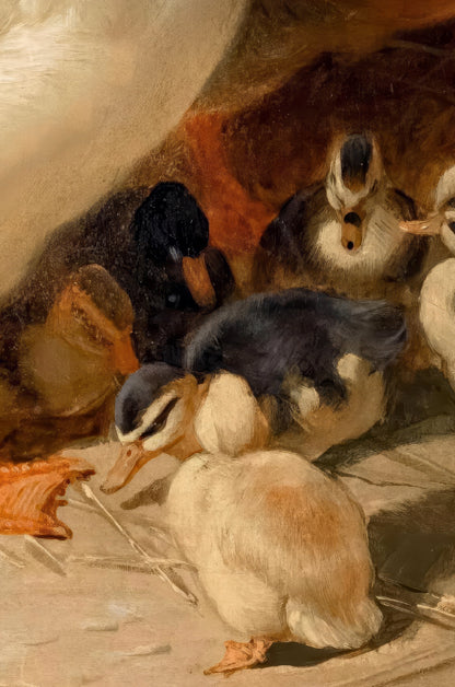 Ducks & Ducklings