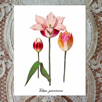 Tulip Illustrations