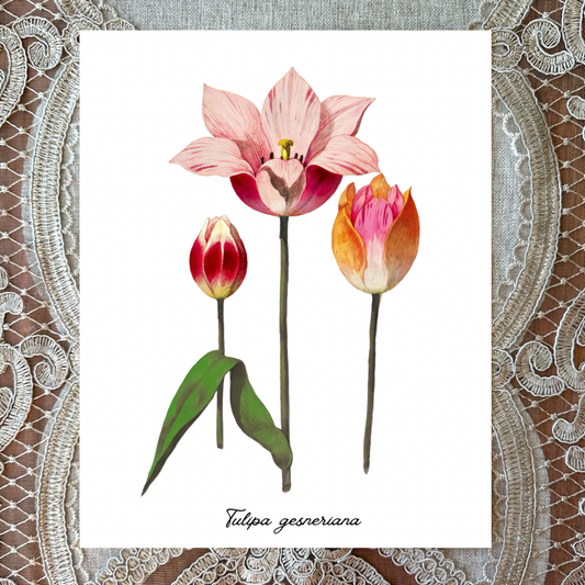 Tulip Illustrations