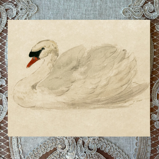 Mute Swan