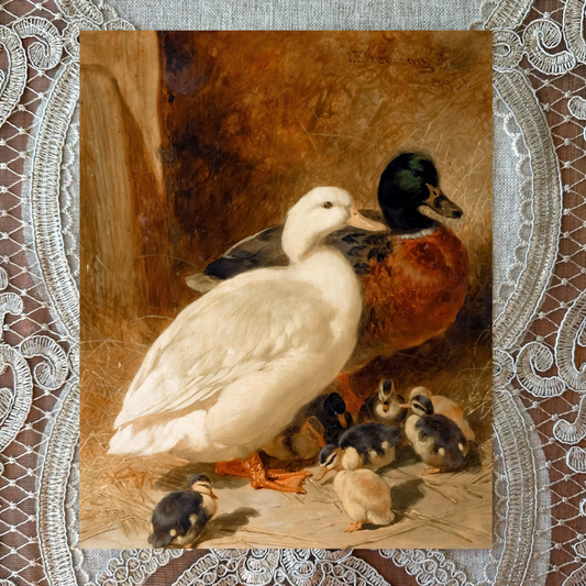 Ducks & Ducklings