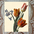 Tulips 1892