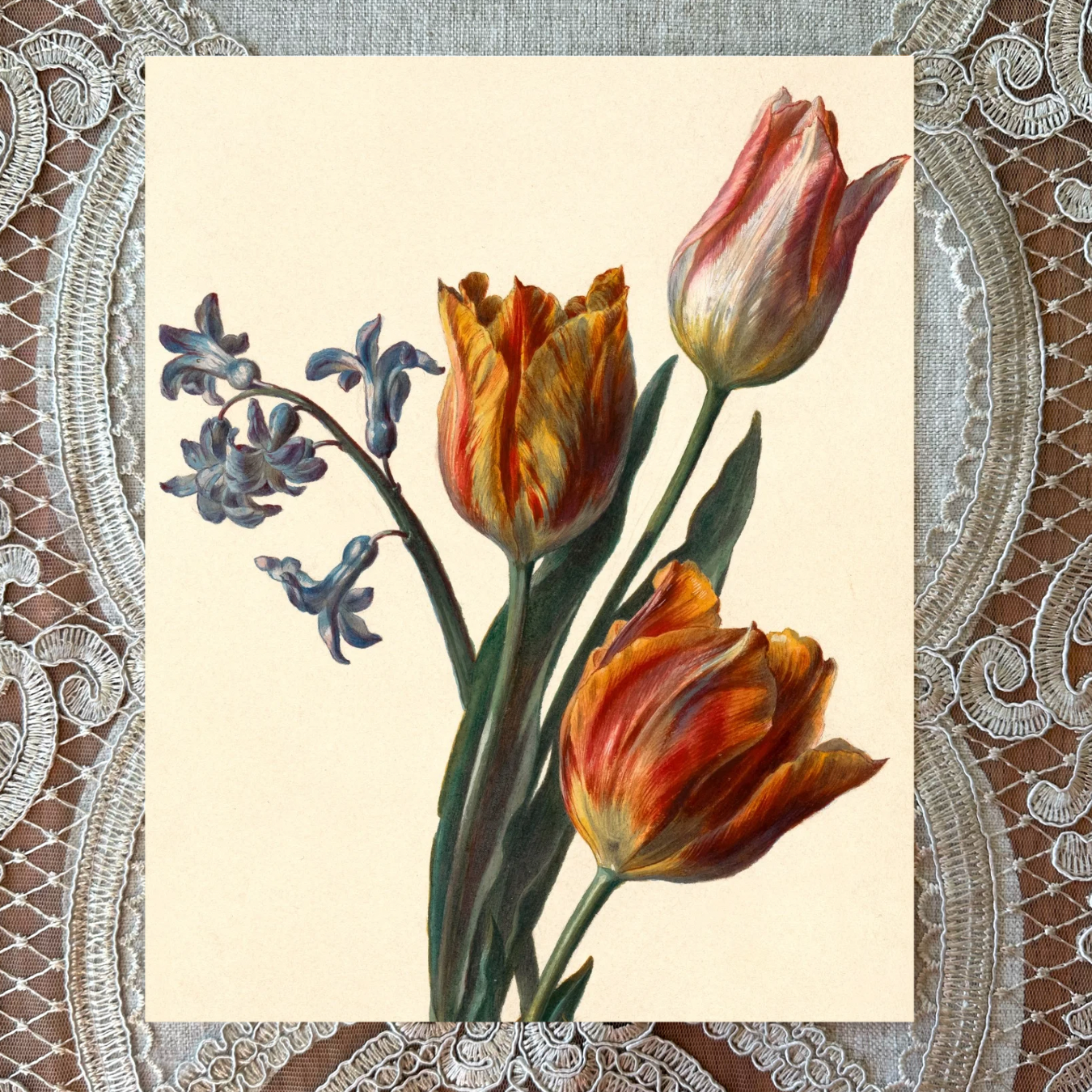 Tulips 1892