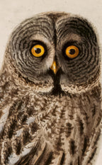 Great Grey Owl