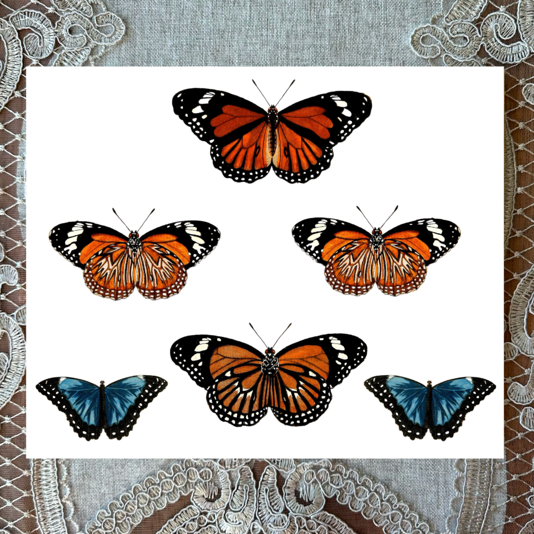 Moths 7