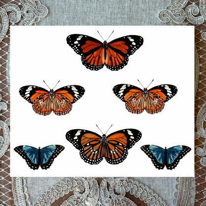 Moths 7