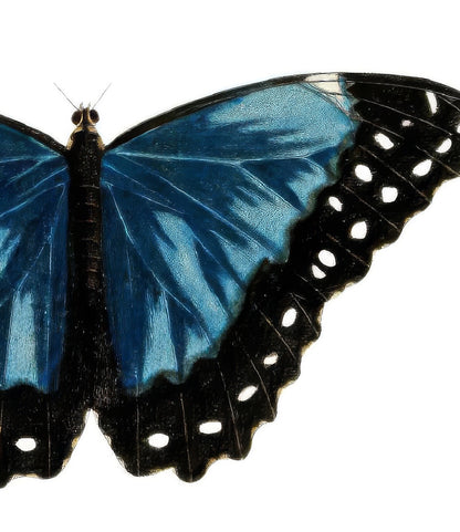 Moths 7