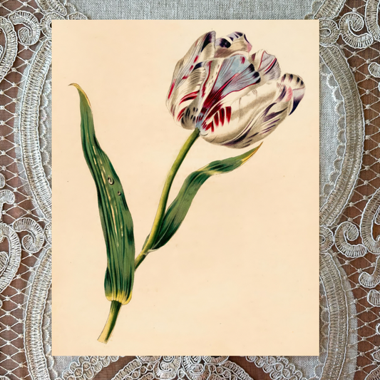 The Tulip