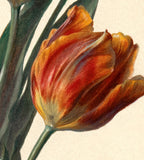 Tulips 1892