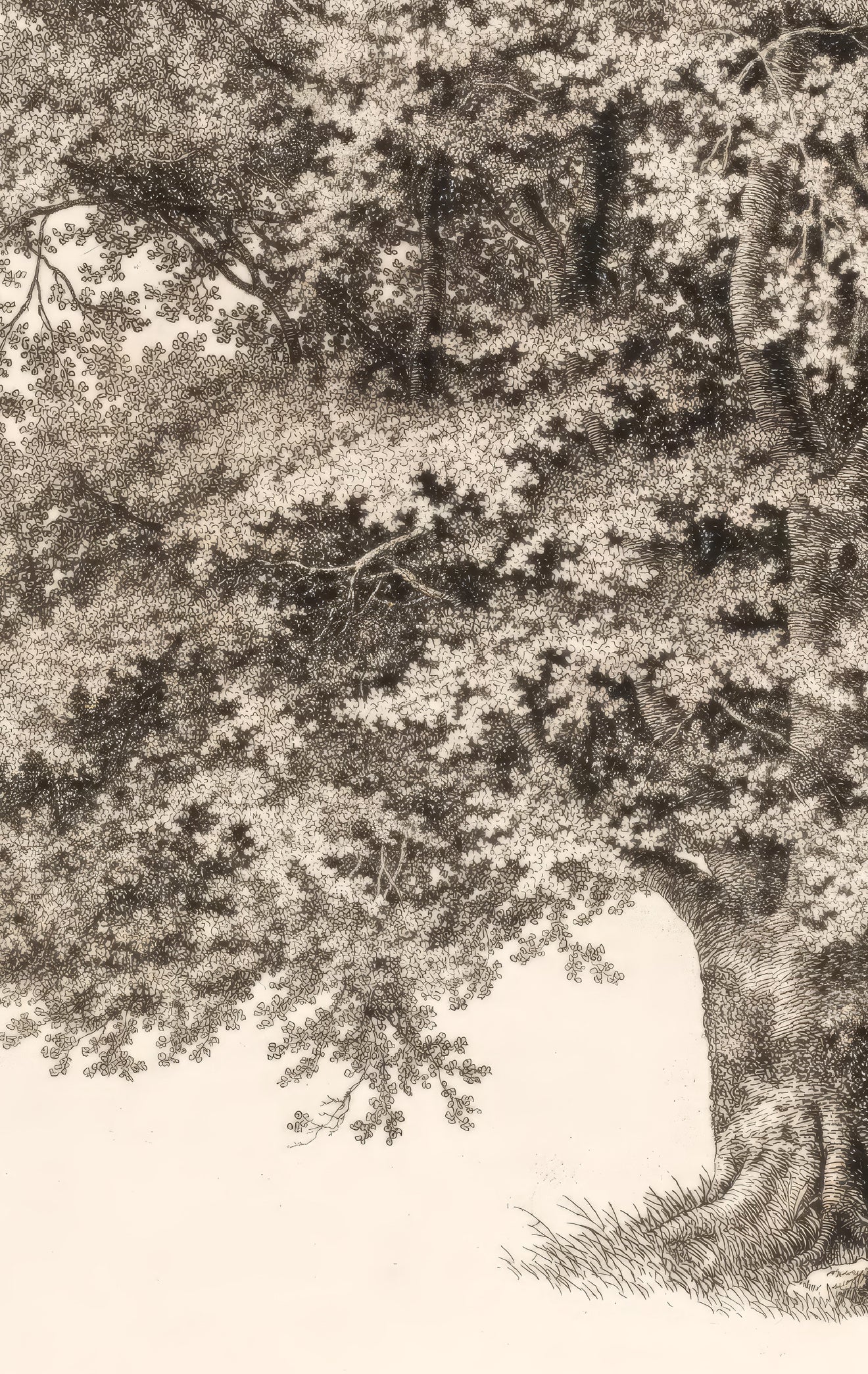 Swan & Tree Sketch