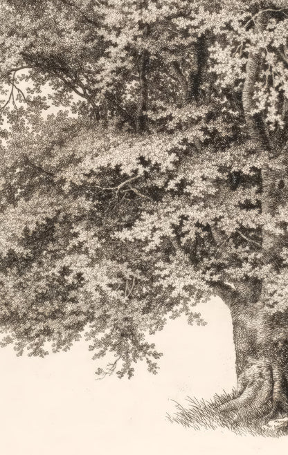 Swan & Tree Sketch