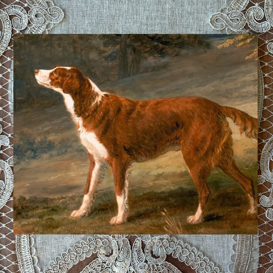 Setter Dog