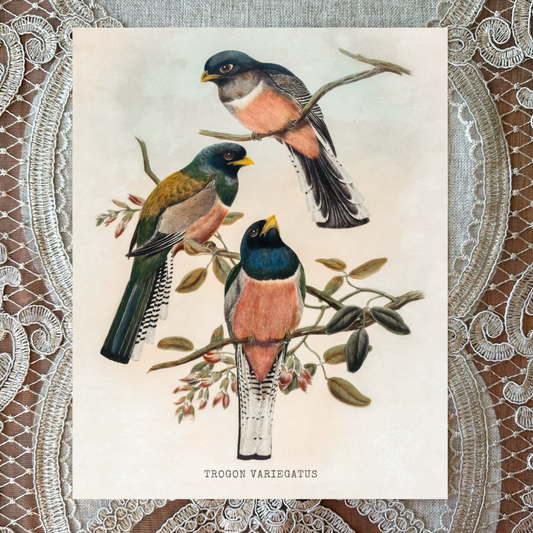 Trogon