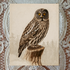 Great Grey Owl