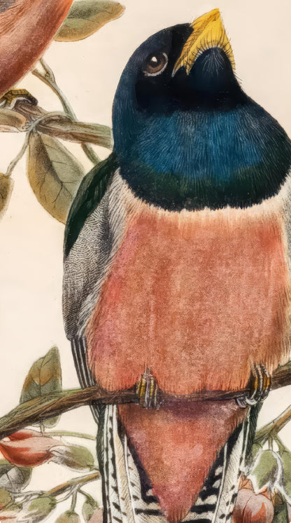 Birds