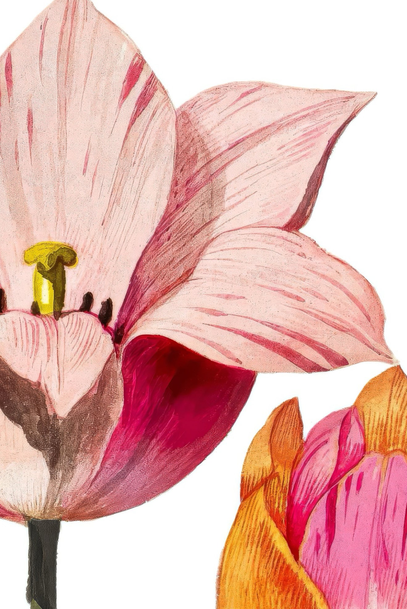 Tulip Illustrations