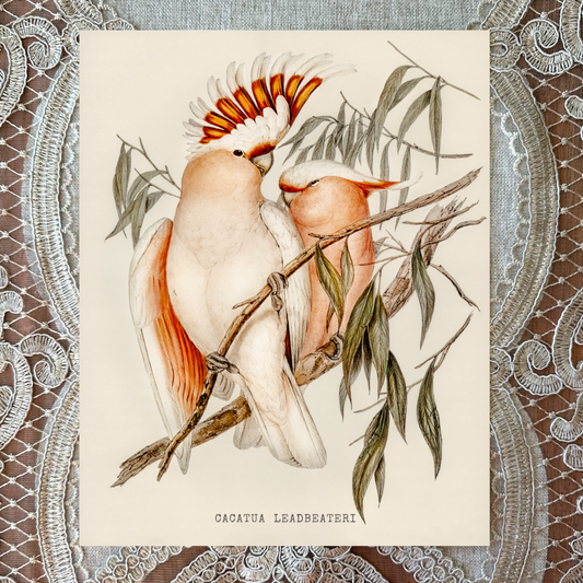 Pink Cockatoo