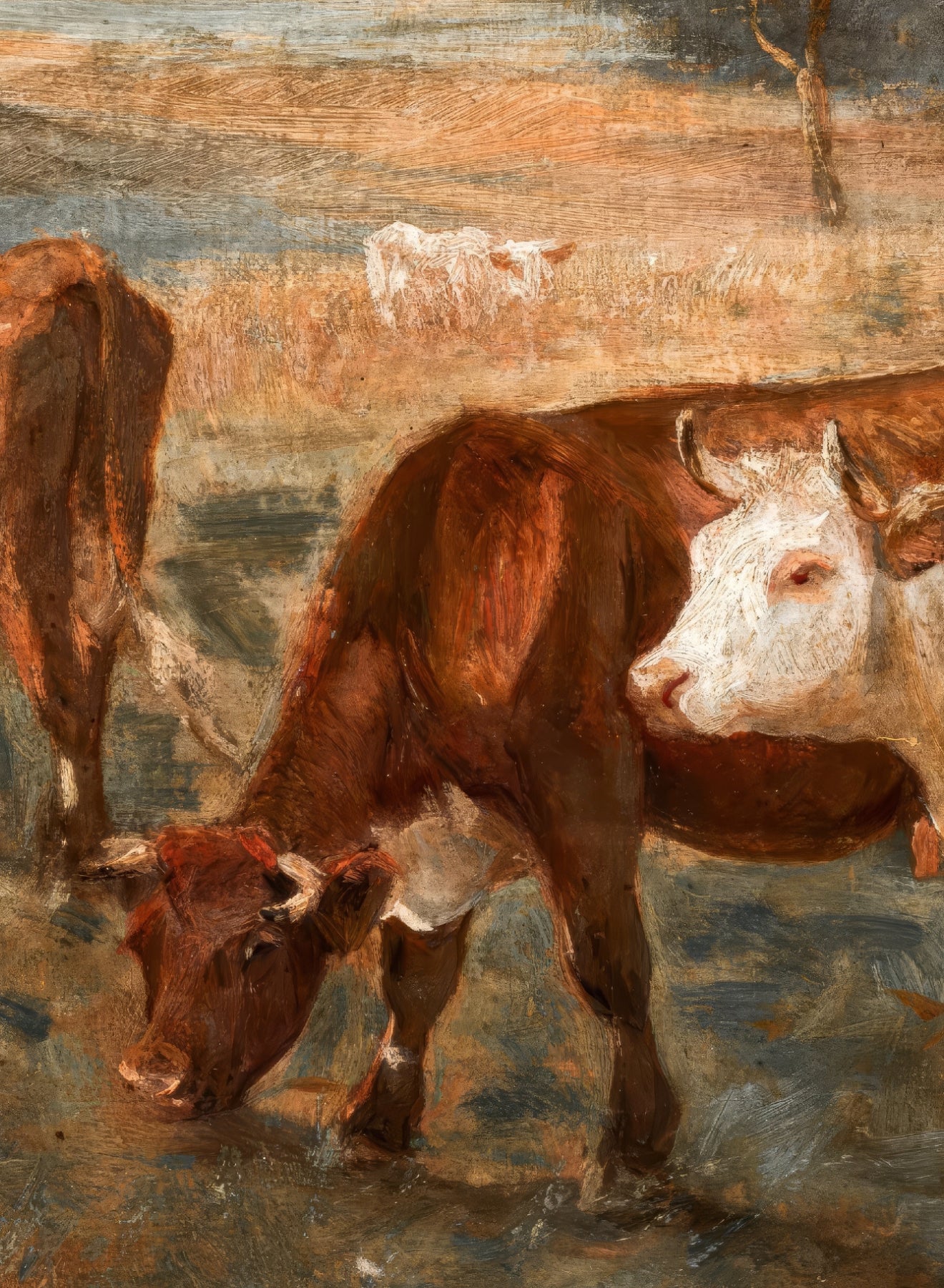 Cows Grazing