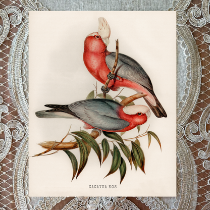 Rose-Breasted Cockatoos