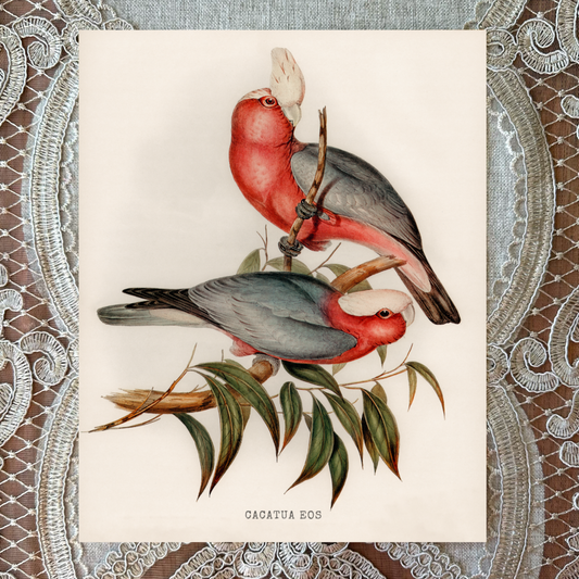 Rose-Breasted Cockatoos