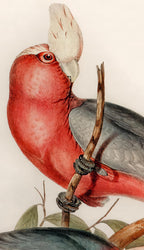 Rose-Breasted Cockatoos