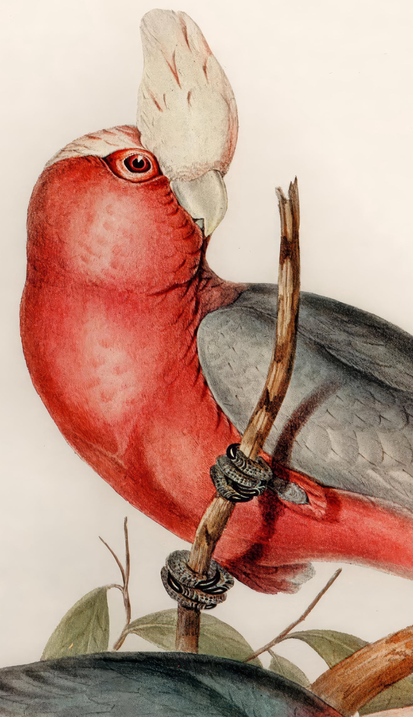 Rose-Breasted Cockatoos