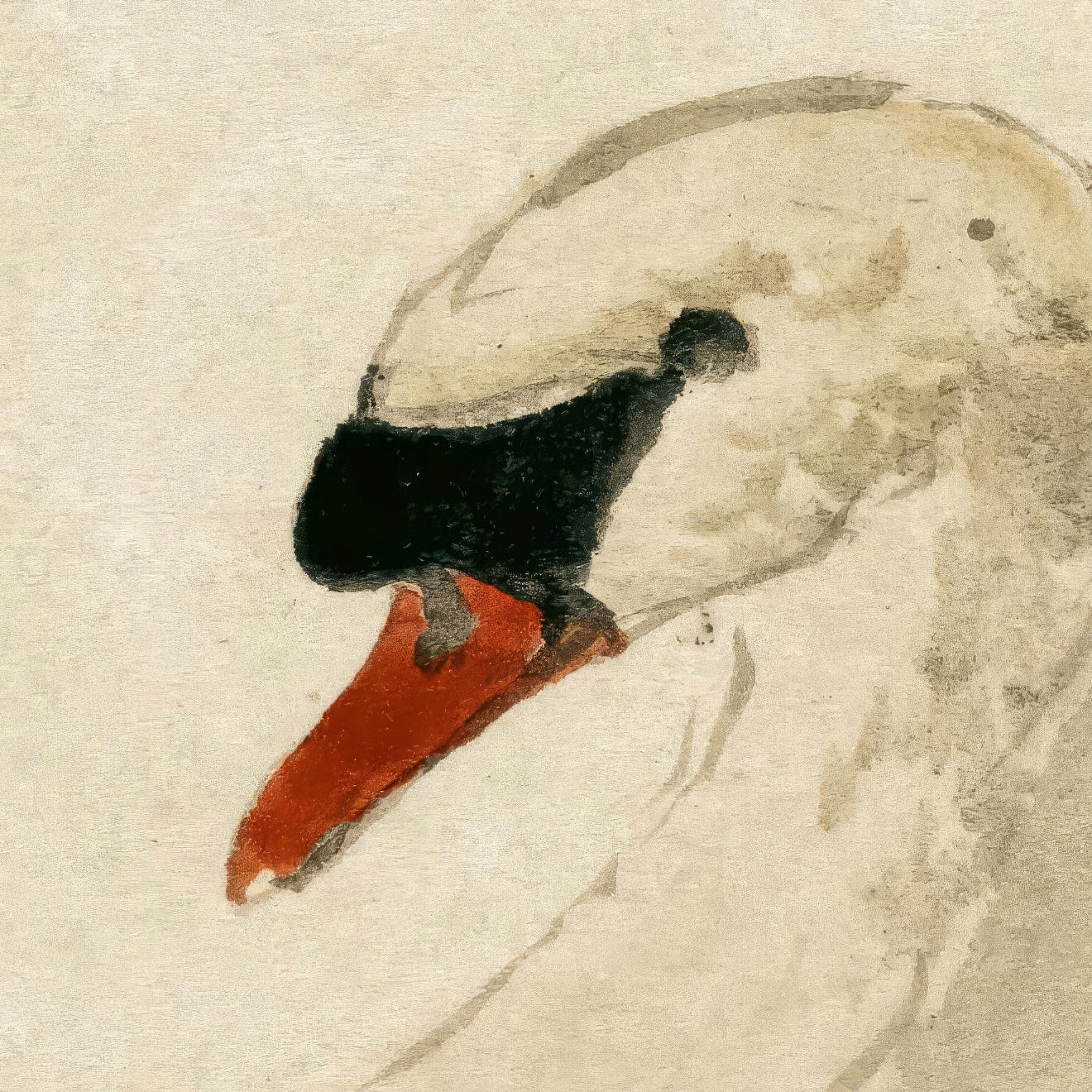 Close-up of a swan with a red beak on a beige background