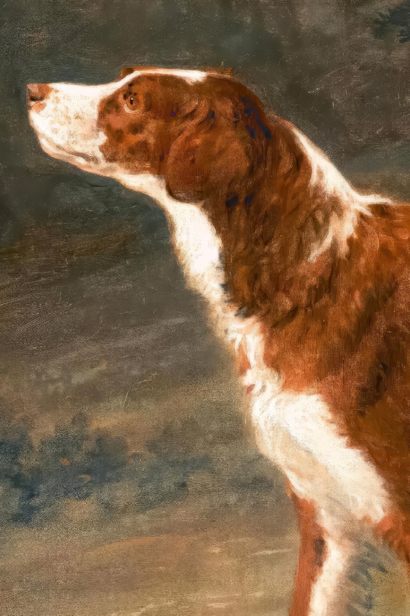 Setter Dog