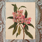 Rose-Bay Rhododendron