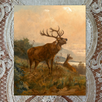 Stag on the Mountain