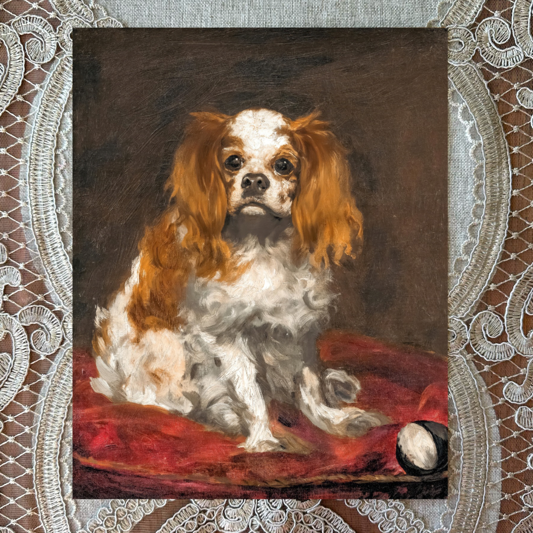 King Charles Spaniel