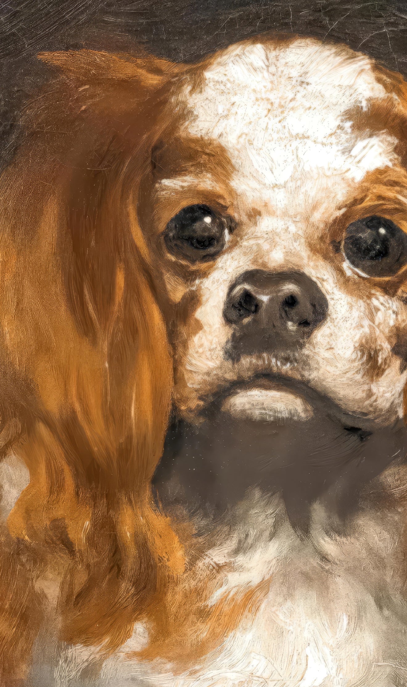King Charles Spaniel