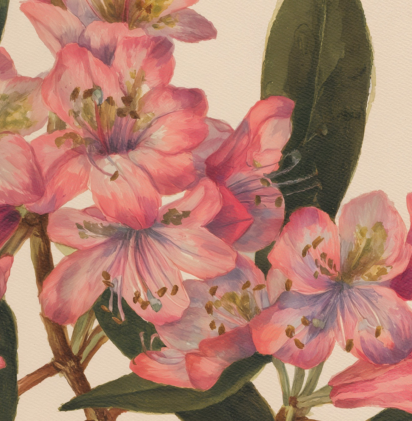 Rose-Bay Rhododendron