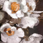 Close-up of white flowers with orange centers on a dark background