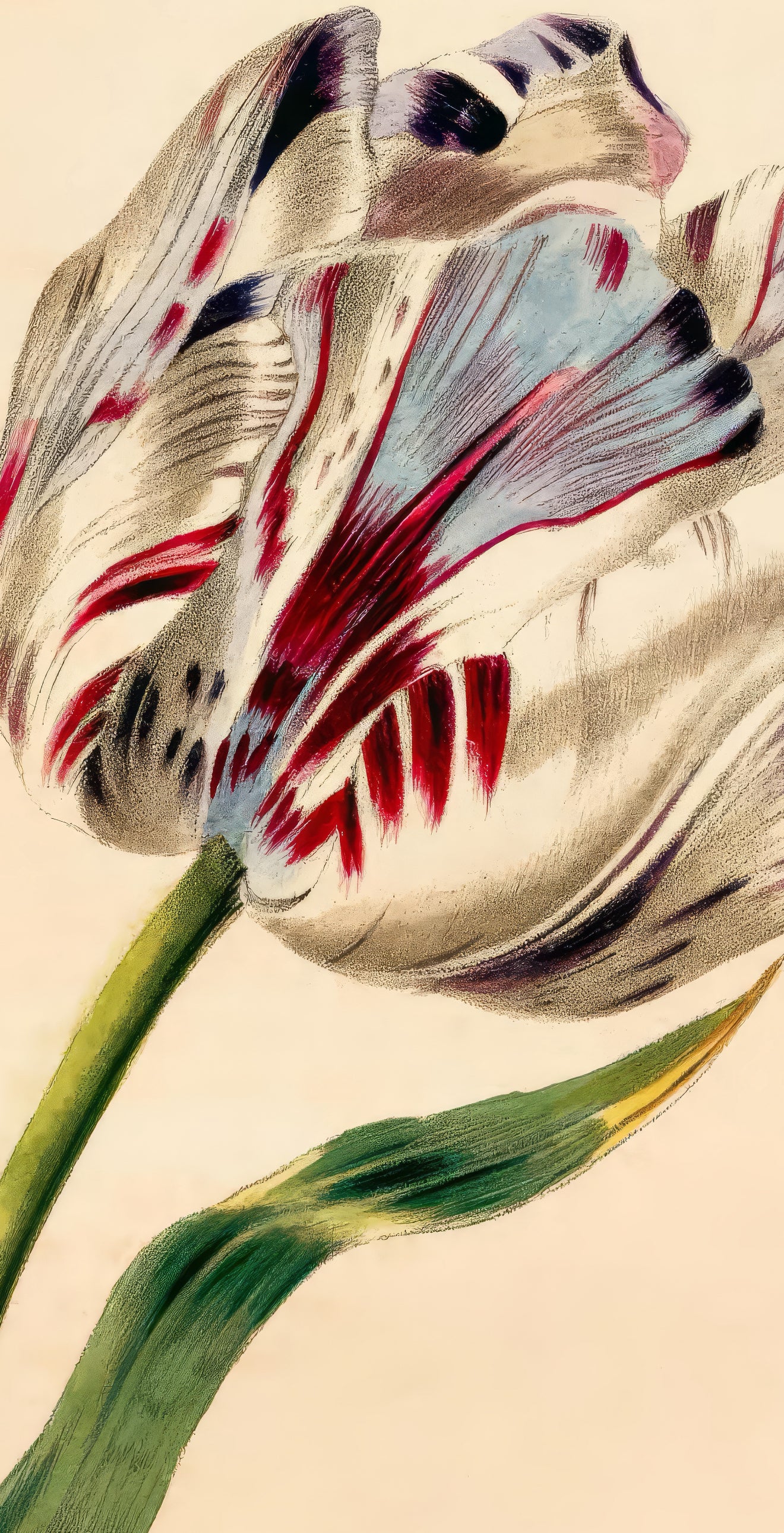 The Tulip