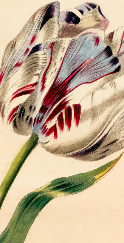 The Tulip